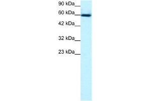 WB Suggested Anti-GABPA Antibody Titration:  0. (GABPA Antikörper  (C-Term))