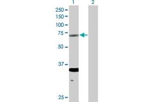 Western Blot analysis of ERCC2 expression in transfected 293T cell line by ERCC2 MaxPab polyclonal antibody. (ERCC2 Antikörper  (AA 1-760))