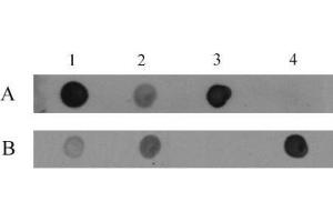 5-Hydroxymethylcytosine (5-hmC, 5-hydroxymethylcytidine) antibody tested by dot blot analysis. (5-Hydroxymethylcytosine Antikörper)
