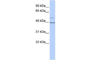 WB Suggested Anti-KCNK9 Antibody Titration:  1 ug/ml  Positive Control:  HepG2 cell lysate (KCNK9 Antikörper  (N-Term))