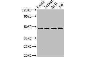 Western Blot Positive WB detected in: HepG2 whole cell lysate, Jurkat whole cell lysate, Raji whole cell lysate, 293 whole cell lysate All lanes: EIF4A2 antibody at 3 μg/mL Secondary Goat polyclonal to rabbit IgG at 1/50000 dilution Predicted band size: 47 kDa Observed band size: 47 kDa (EIF4A2 Antikörper  (AA 1-407))