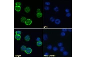 Immunofluorescence staining of mouse splenocytes using anti-MHC I antibody  R1-9. (Rekombinanter MHC, Class I Antikörper)