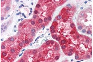 Human Kidney (formalin-fixed, paraffin-embedded) stained with ABHD4 antibody ABIN351489 at 3. (ABHD4 Antikörper  (AA 177-187))