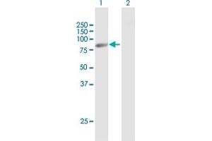 Western Blot analysis of ACSL3 expression in transfected 293T cell line by ACSL3 MaxPab polyclonal antibody. (Acsl3 Antikörper  (AA 1-720))