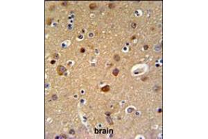 TELO2 Antibody IHC analysis in formalin fixed and paraffin embedded brain tissue followed by peroxidase conjugation of the secondary antibody and DAB staining. (TELO2 Antikörper  (C-Term))