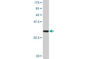 Western Blot detection against Immunogen (35. (ZFHX4 Antikörper  (AA 2-93))