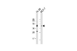 All lanes : Anti-CCR10 Antibody (N-term) at 1:1000 dilution Lane 1: HL-60 whole cell lysate Lane 2: MCF-7 whole cell lysate Lysates/proteins at 20 μg per lane. (CCR10 Antikörper  (N-Term))