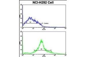 Flow cytometric analysis of NCI- cells using CDK3 Antibody (N-term Y19)(bottom histogram) compared to a negative control cell (top histogram). (CDK3 Antikörper  (N-Term))