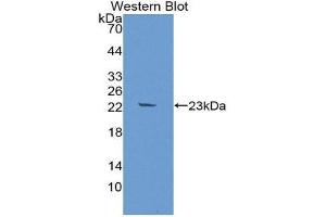 Western Blotting (WB) image for anti-Fibroblast Growth Factor 10 (FGF10) (AA 38-208) antibody (ABIN1867922) (FGF10 Antikörper  (AA 38-208))