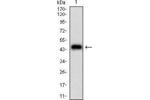 Western Blotting (WB) image for anti-phospholipase A2, Group XIIA (PLA2G12A) (AA 21-189) antibody (ABIN2683006)