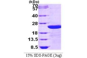 Figure annotation denotes ug of protein loaded and % gel used. (IgG2b (AA 502-683) Peptid)