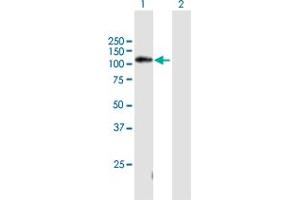 Western Blot analysis of C11orf82 expression in transfected 293T cell line by C11orf82 MaxPab polyclonal antibody. (C11orf82 Antikörper  (AA 1-998))