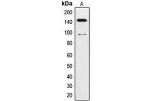 Western blot analysis of TRK C expression in human brain (A) whole cell lysates.