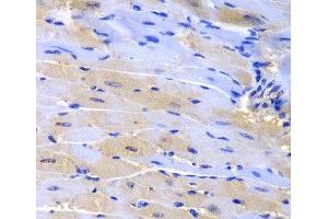 Immunohistochemistry of paraffin-embedded Mouse heart using CUL2 Polyclonal Antibody at dilution of 1:200 (40x lens). (Cullin 2 Antikörper)