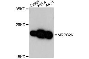 Western blot analysis of extracts of various cell lines, using MRPS26 antibody (ABIN5972848) at 1:3000 dilution. (MRPS26 Antikörper)