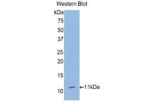 Western Blotting (WB) image for anti-Collagen, Type II, alpha 1 (COL2A1) (AA 1386-1467) antibody (ABIN1858454) (COL2A1 Antikörper  (AA 1386-1467))