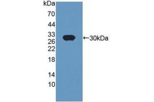 Figure. (CRISP1 Antikörper  (AA 20-246))