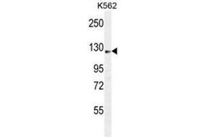 AASS Antibody (C-term) western blot analysis in K562 cell line lysates (35 µg/lane). (AASS Antikörper  (C-Term))