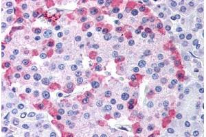 Anti-GLP1R antibody  ABIN1048665 IHC staining of human pancreas. (GLP1R Antikörper  (Cytoplasmic Domain))
