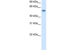 Western Blotting (WB) image for anti-Monoamine Oxidase B (MAOB) antibody (ABIN2462710) (Monoamine Oxidase B Antikörper)