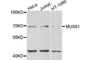 Western blot analysis of extracts of various cells, using MUS81 antibody. (MUS81 Antikörper)