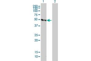 Western Blot analysis of GFI1 expression in transfected 293T cell line by GFI1 monoclonal antibody (M01), clone 3G8. (GFI1 Antikörper  (AA 1-91))