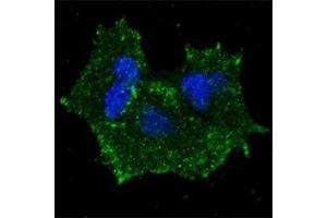 Fluorescent confocal image of MCF7 cells stained with p-ERBB2 antibody. (ErbB2/Her2 Antikörper  (pTyr1196))