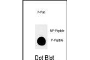 Dot blot analysis of anti-Phospho-MUC1-p Phospho-specific Pab (ABIN650864 and ABIN2839814) on nitrocellulose membrane. (MUC1 Antikörper  (pThr1224))