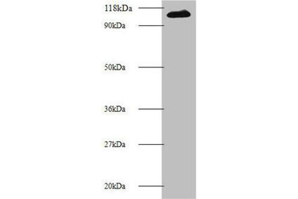 MIB1 Antikörper  (AA 5-332)