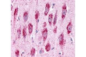 Immunohistochemistry (Formalin/PFA-fixed paraffin-embedded sections) of human brain, neurons and glia with GPR3 polyclonal antibody .