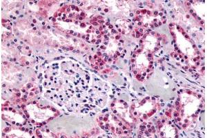 Anti-GPR91 antibody  ABIN1048898 IHC staining of human kidney. (SUCNR1 Antikörper  (C-Term))