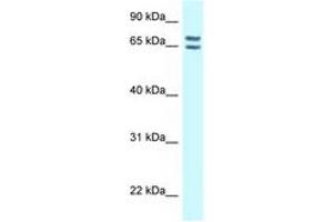 Image no. 1 for anti-Connector Enhancer of Kinase Suppressor of Ras 1 (CNKSR1) (AA 545-594) antibody (ABIN6747891)