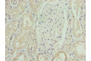 Immunohistochemistry of paraffin-embedded human kidney tissue using ABIN7170263 at dilution of 1:100 (SLC46A3 Antikörper  (AA 26-73))