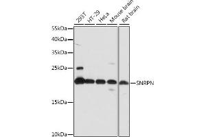 Western blot analysis of extracts of various cell lines, using SNRPN antibody (ABIN7270366) at 1:1000 dilution. (SNRPN Antikörper  (AA 1-100))