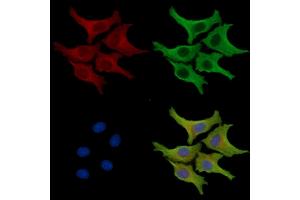 ABIN7095912 and ABIN7099974 staining HepG2 cells by IF/ICC. (NXNL2 Antikörper)