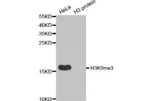 Western Blotting (WB) image for anti-Histone 3 (H3) (H3K9me3) antibody (ABIN6219517) (Histone 3 Antikörper  (H3K9me3))