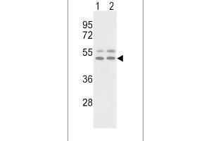 Western blot analysis of VTN Antibody (C-term) (ABIN391672 and ABIN2841584) in NCI-(lane 1), HepG2(lane 2) cell line lysates (35 μg/lane).