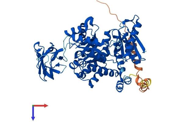 PKLR Protein (AA 1-574) (His tag)