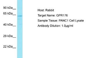 Host: Rabbit Target Name: GPR176 Sample Type: PANC1 Whole Cell lysates Antibody Dilution: 1.