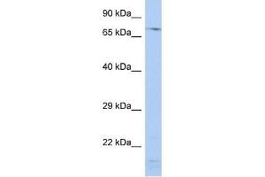 SRP72 antibody (70R-10519) used at 1.