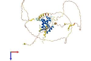 FOXN3 Protein (AA 1-457) (His tag)