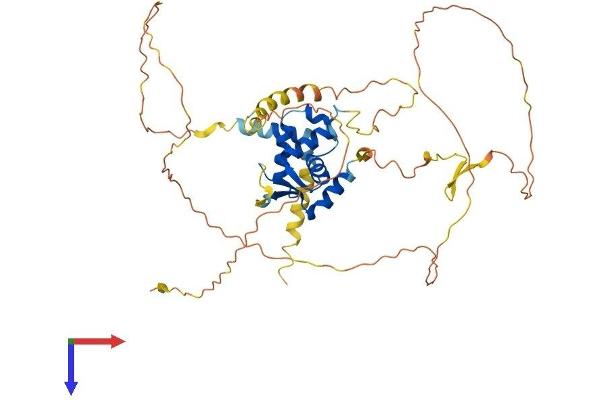 FOXN3 Protein (AA 1-457) (His tag)