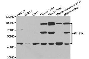 Western blot analysis of extracts of various cell lines, using RTN4R antibody. (RTN4R Antikörper  (AA 244-473))