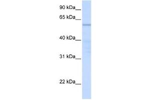 Western Blotting (WB) image for anti-Chromosome 16 Open Reading Frame 71 (C16ORF71) antibody (ABIN2459557) (C16ORF71 Antikörper)