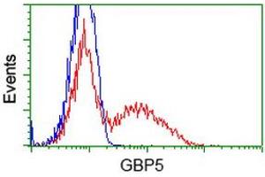 HEK293T cells transfected with either RC206627 overexpress plasmid (Red) or empty vector control plasmid (Blue) were immunostained by anti-GBP5 antibody (ABIN2454090), and then analyzed by flow cytometry. (GBP5 Antikörper)