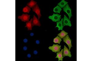ABIN7096207 and ABIN7100269 staining HepG2 cells by IF/ICC. (SLFN5 Antikörper)