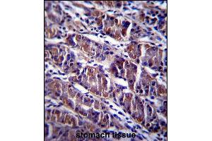 HDAC7 Antibody (C-term) (ABIN657570 and ABIN2846576) immunohistochemistry analysis in formalin fixed and paraffin embedded human stomach tissue followed by peroxidase conjugation of the secondary antibody and DAB staining. (HDAC7 Antikörper  (C-Term))