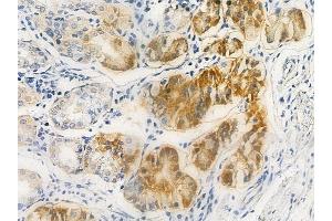 ABIN6263799 and ABIN6278501 at 1/100 staining human normal gastric tissue by IHC-P.