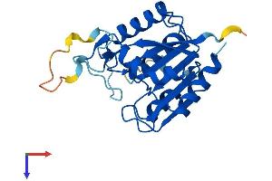 OVCA2 Protein (AA 1-225) (His tag)