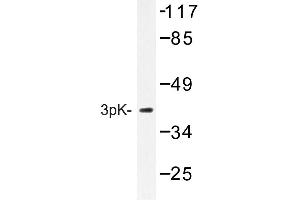 Image no. 1 for anti-Mitogen-Activated Protein Kinase-Activated Protein Kinase 3 (MAPKAPK3) antibody (ABIN272238) (MAPKAP Kinase 3 Antikörper)
